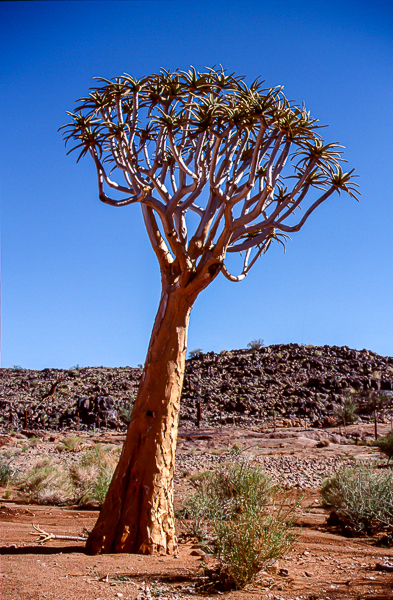 Köcherbaum, Augrabies National Park, Northern Cape, Südafrika